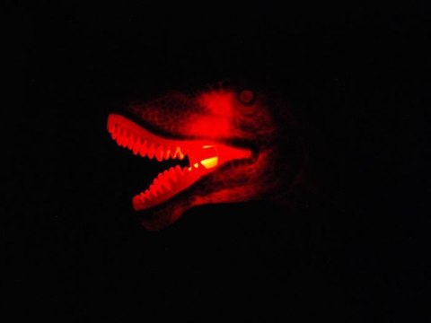 JOKOMISIADA Interaktywny sterowany Dinozaur T-Rex RC0333