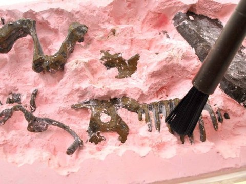 JOKOMISIADA Szkielet T-REX 3D wykopaliska zestaw ZA1777 A