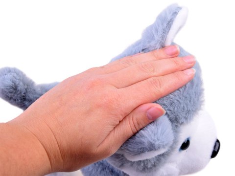 JOKOMISIADA Interaktywny piesek Husky na smyczy szczeka ZA3888