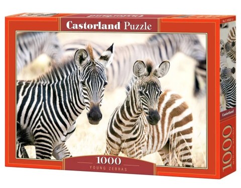 Castorland Puzzle 1000 elementów C-105021 Young Zebras zebry