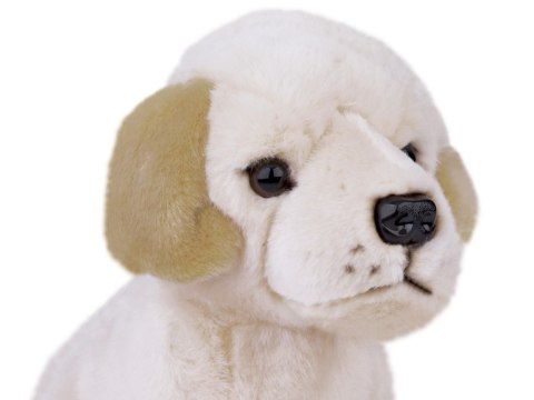 Beppe Maskotka pluszak przytulanka Pies Labrador siedzący 20cm 13475