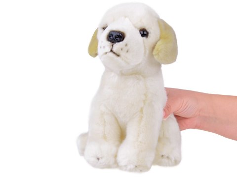 Beppe Maskotka pluszak przytulanka Pies Labrador siedzący 20cm 13475