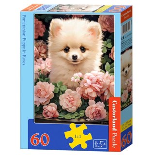 Castorland Puzzle 60-elementów Pomeranian Puppy in Roses B-066261