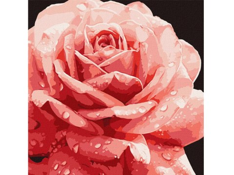 Ideyka Malowanie po numerach 40 x 40 cm KHO3236 Doskonała róża AP0095