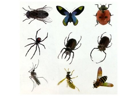 LEAN Toys Zestaw Kreatywny Prehistoria Stwórz Bursztyn Owady