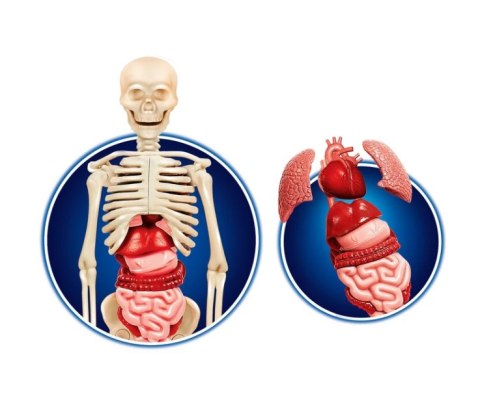 Clementoni Naukowa Zabawa Ciało Ludzkie Język Polski Clementoni 60249