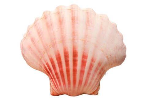 LEAN Toys Maskotka Pluszowa Muszla Poduszka 50 x 40 cm