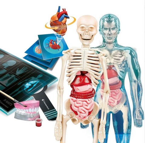 Clementoni Naukowa Zabawa Super Anatomia Język Polski Clementoni 50919