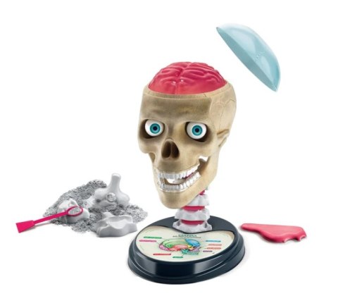 Clementoni Naukowa Zabawa Zestaw Zwariowana Anatomia Język Polski Clementoni 50697