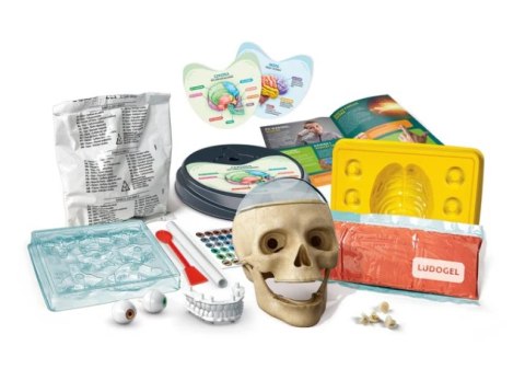 Clementoni Naukowa Zabawa Zestaw Zwariowana Anatomia Język Polski Clementoni 50697