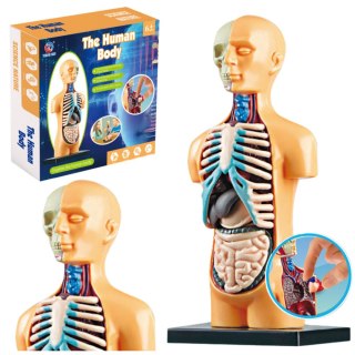 LEAN Toys Model Anatomiczny Edukacyjny Ciało Ludzkie Narządy