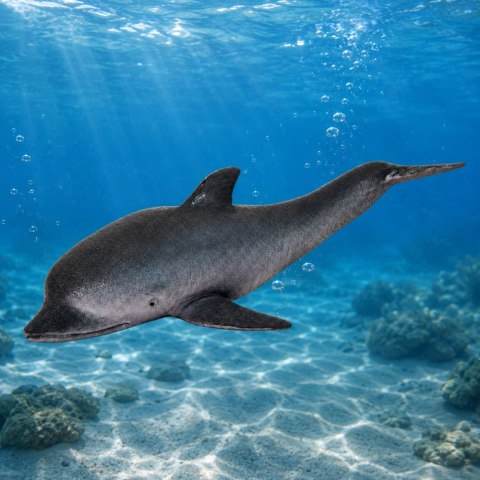 LEAN TOYS Gumowa Figurka Delfin Morski Miękka Realistyczna TPR Ciemnoszary 17,5 cm